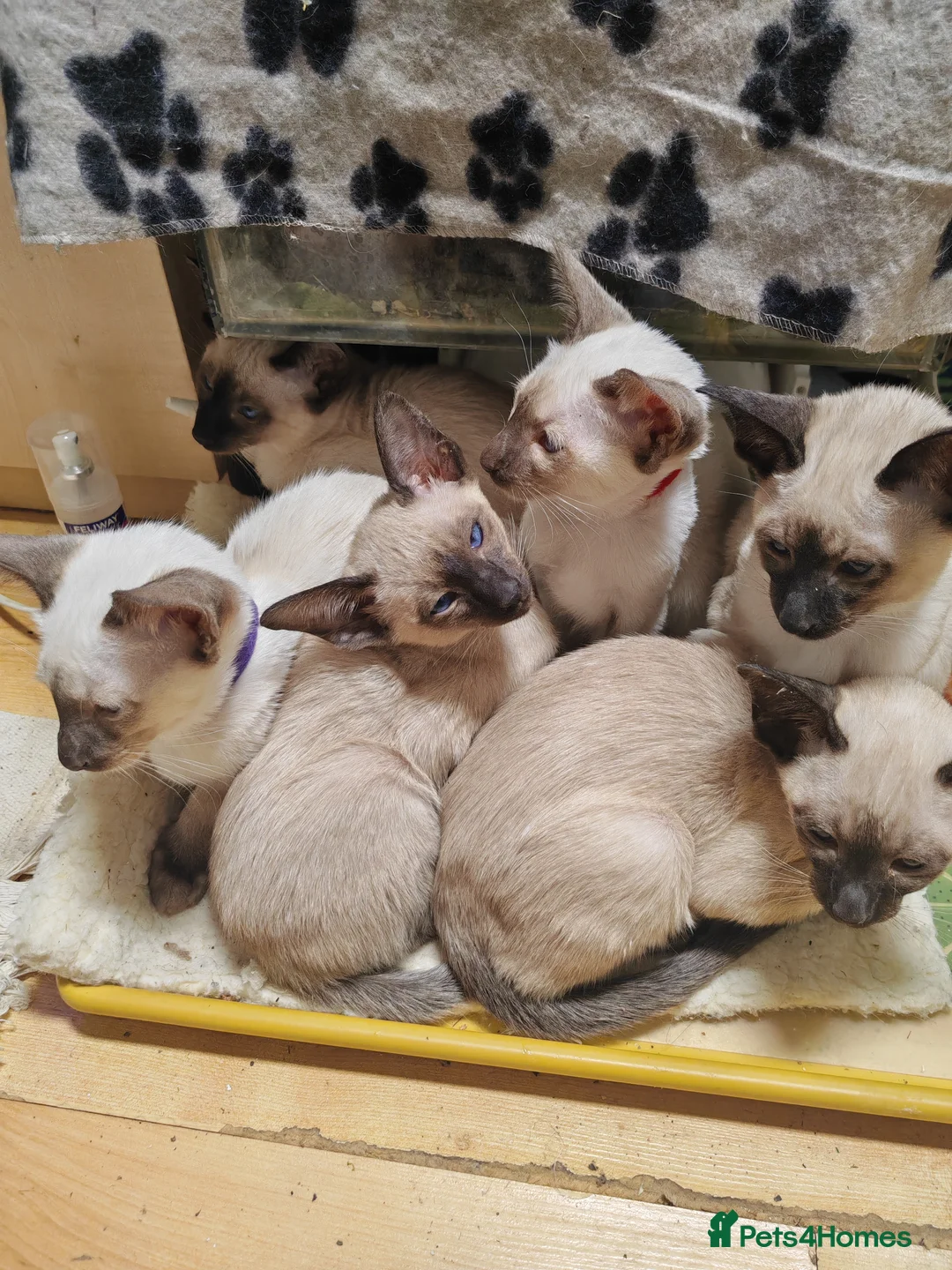 Siamese cats for sale: GCCF Siamese Kittens - Boys - Vaccinated & Chipped - Advert 1