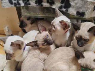Siamese cats GCCF Siamese Kittens - Boys - Vaccinated & Chipped - Advert 12