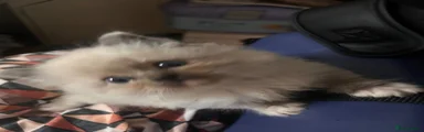 Ragdoll Kitten 2