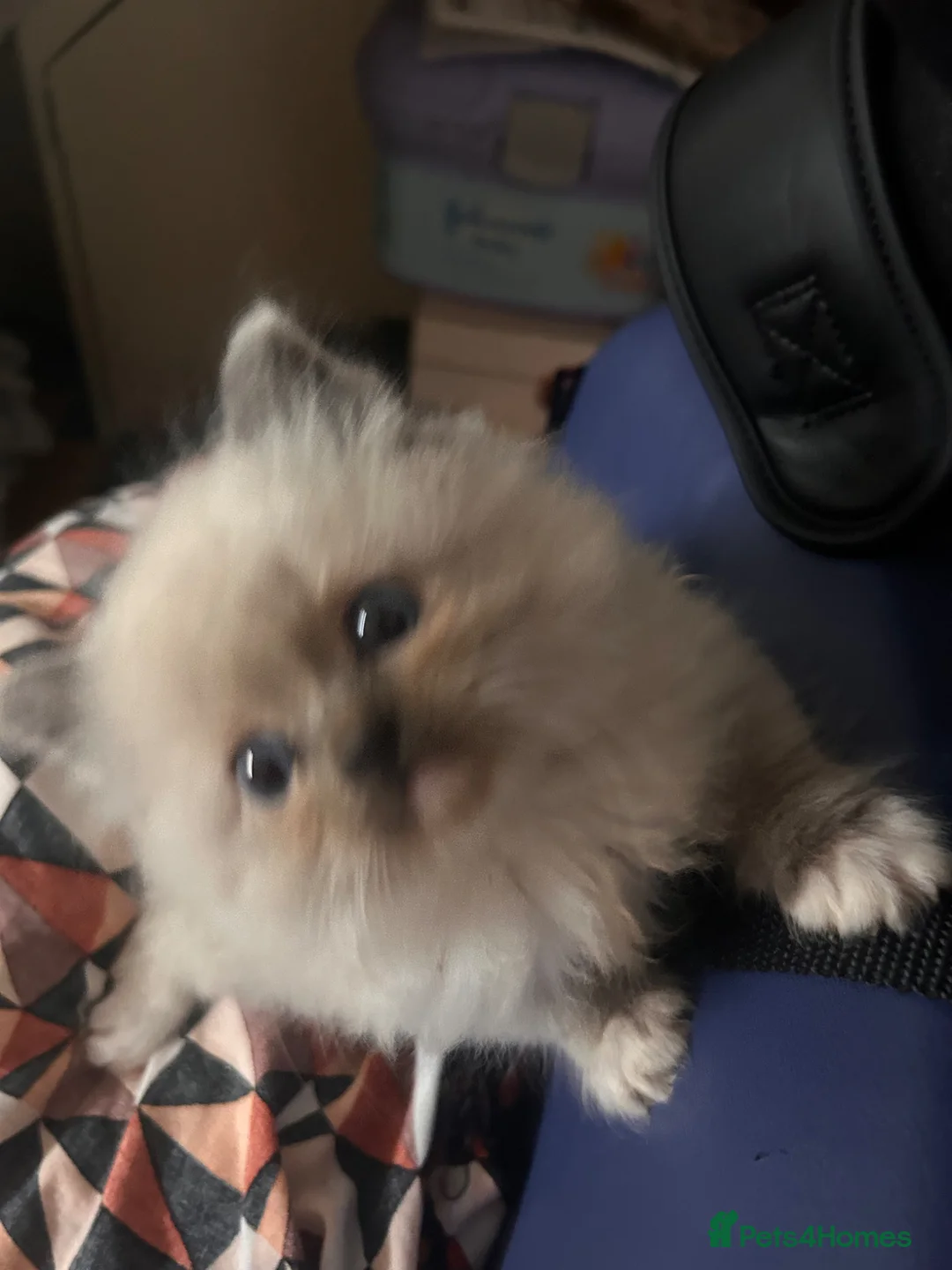 Ragdoll cats for sale: Ragdoll kitten (. one available)😻 - Advert 2