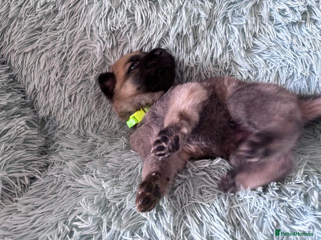 German Shepherd dogs for sale: German Shepard KC Reg Puppies in Scunthorpe - Image 1