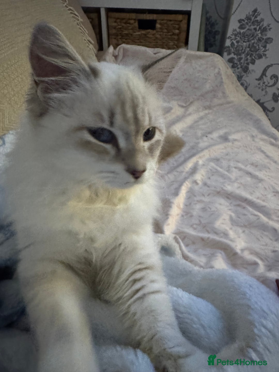 Siberian cats for sale: Female Siberian  - Advert 1