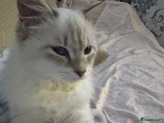 Siberian cats Female Siberian - Advert 1