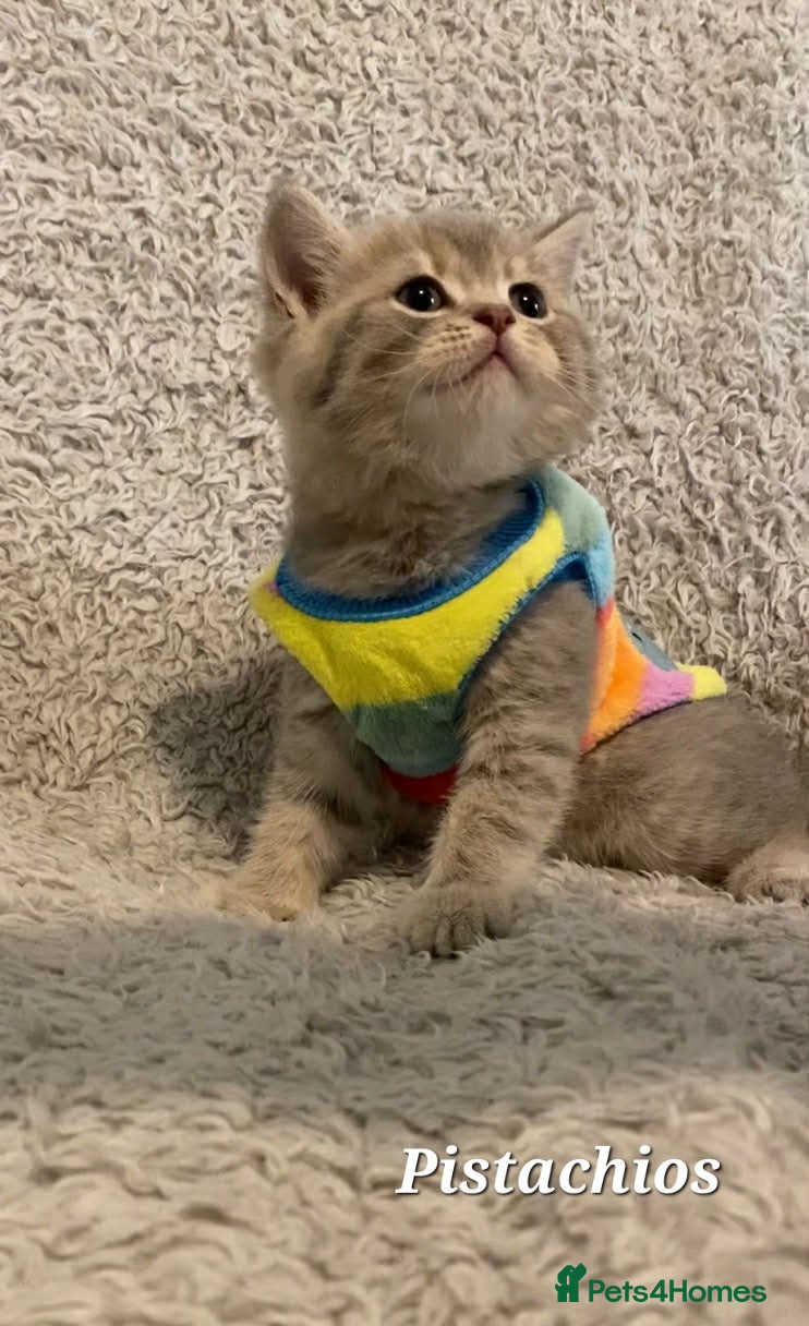 British Shorthair cats Cute Babies (British Shorthair) - Advert 1