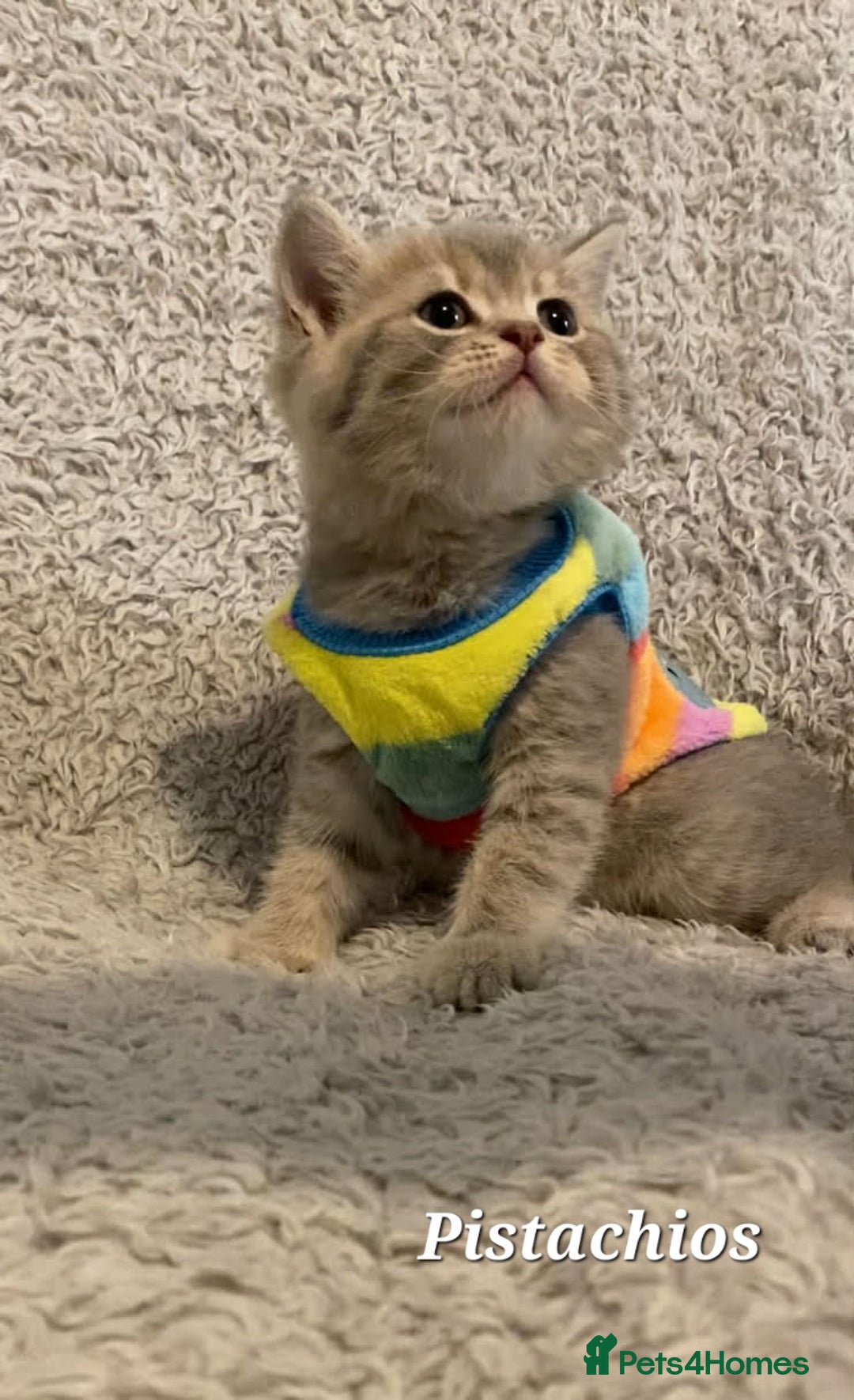 British Shorthair cats for sale: Left 1 boy only (British Shorthair) - Advert 1