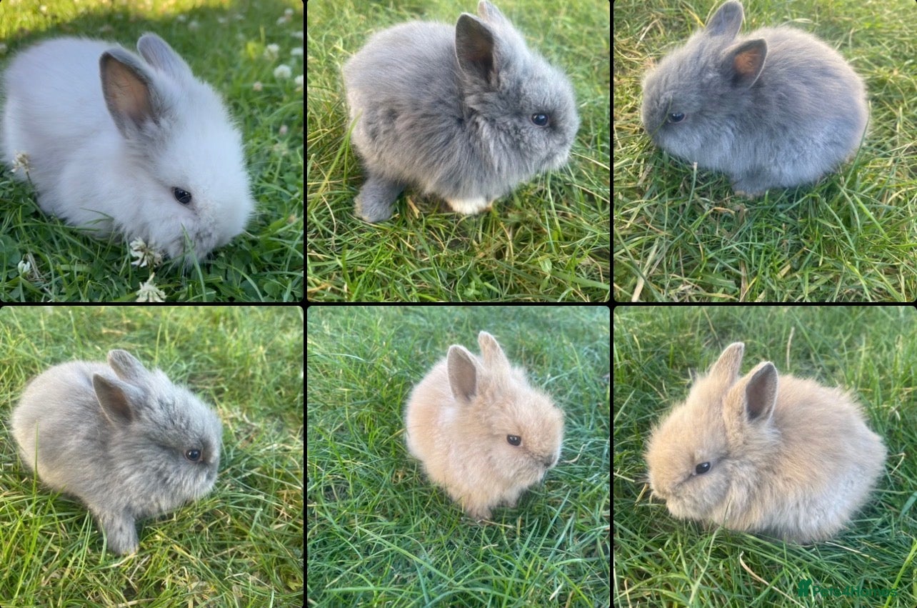 Lionhead rabbits Adorable Lionhead Bunnies - Advert 4