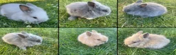 Lionhead rabbits for sale: Adorable Lionhead Bunnies - Advert 1
