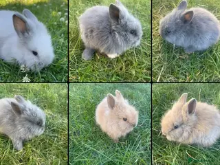 Lionhead rabbits Adorable Lionhead Bunnies - Advert 4