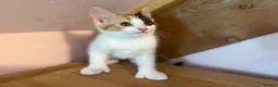 Mixed Breed cats for sale: Stunning polydactyl kittens - Advert 3