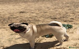 Pug dogs for sale: Male pug for adoption - Image 1