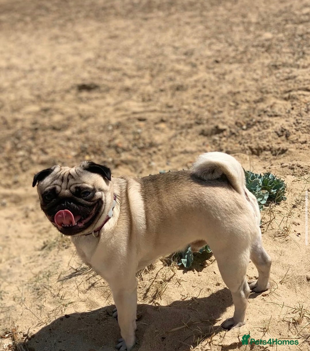 Pug dogs for sale: Male pug for adoption - Image 1