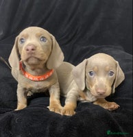 Miniature Dachshund dogs - Advert 10