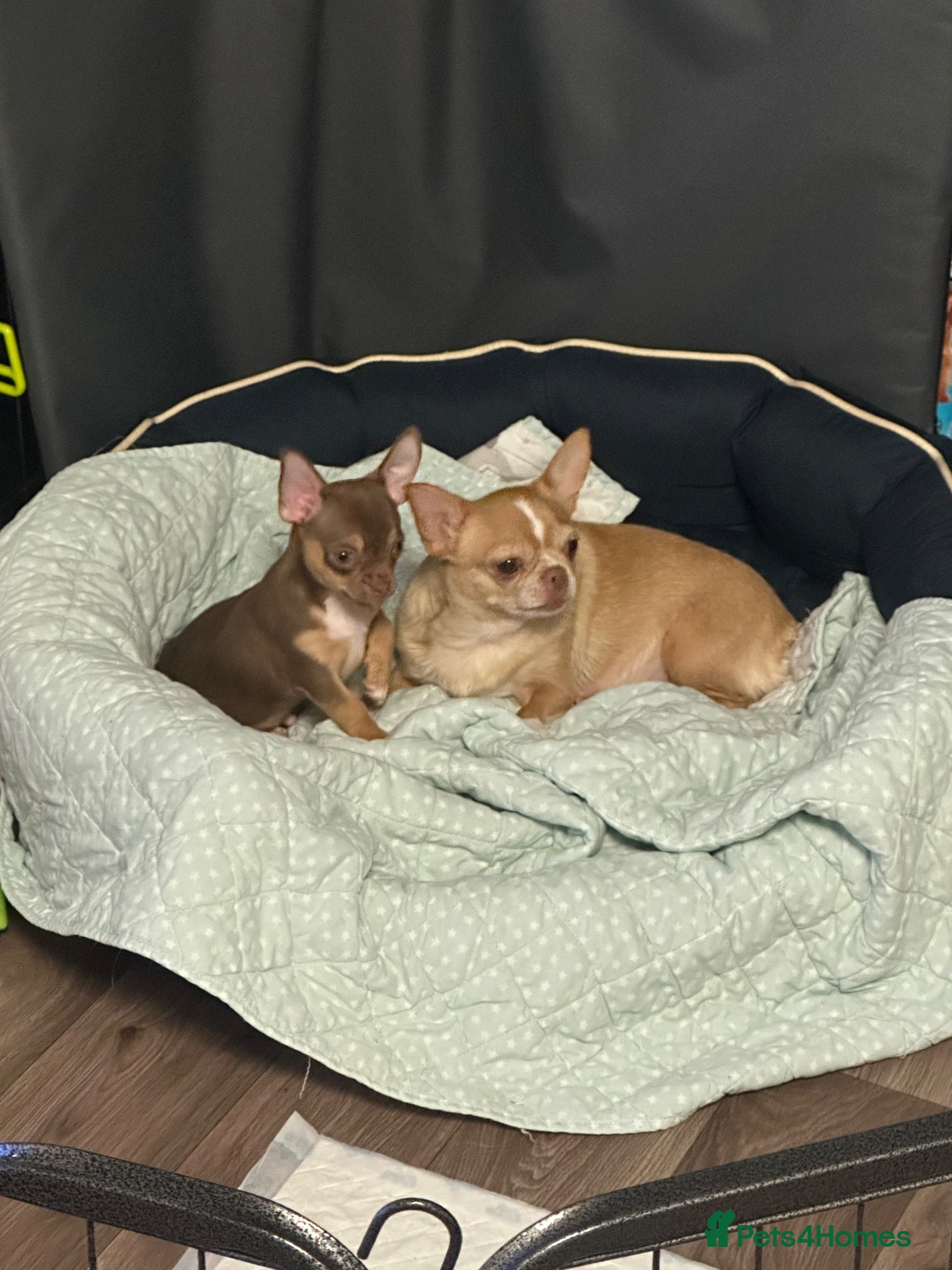 Chihuahua dogs Chihuahua puppies  - Advert 10