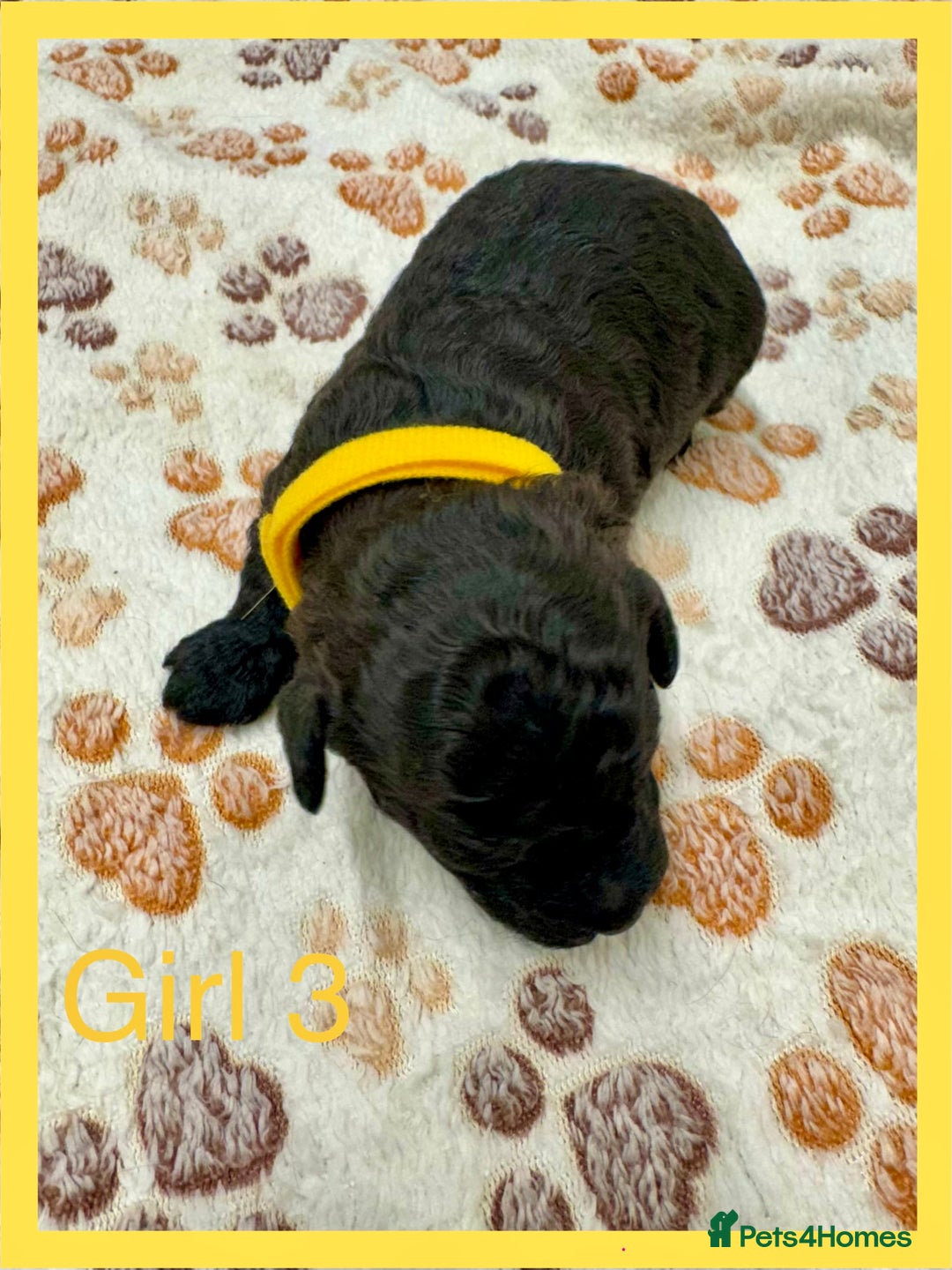 Cockapoo dogs for sale: Outstanding F1b Cockapoo Fully Health Tested  - Advert 15