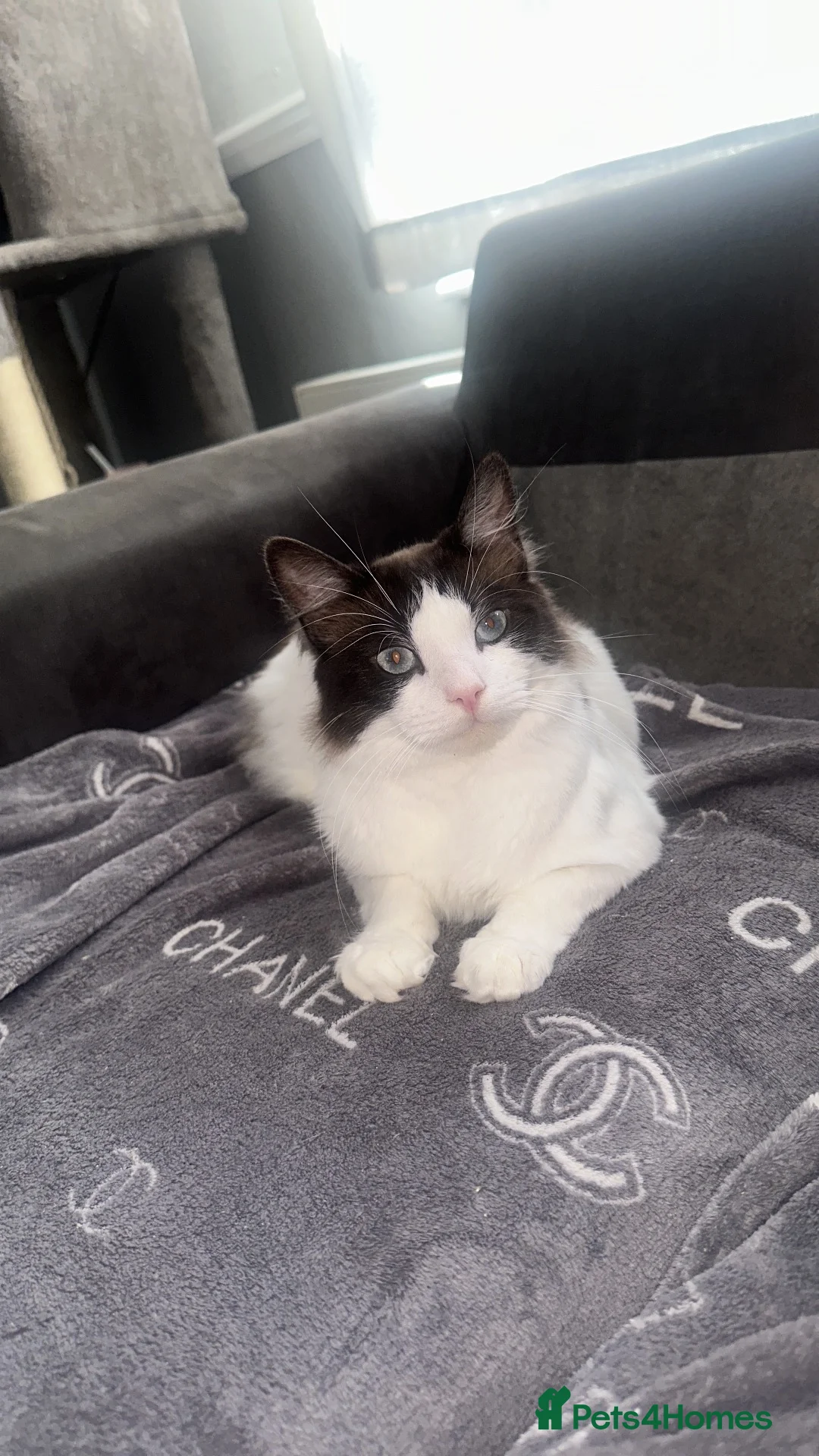 Ragdoll cats for sale: Ragdoll - Advert 1