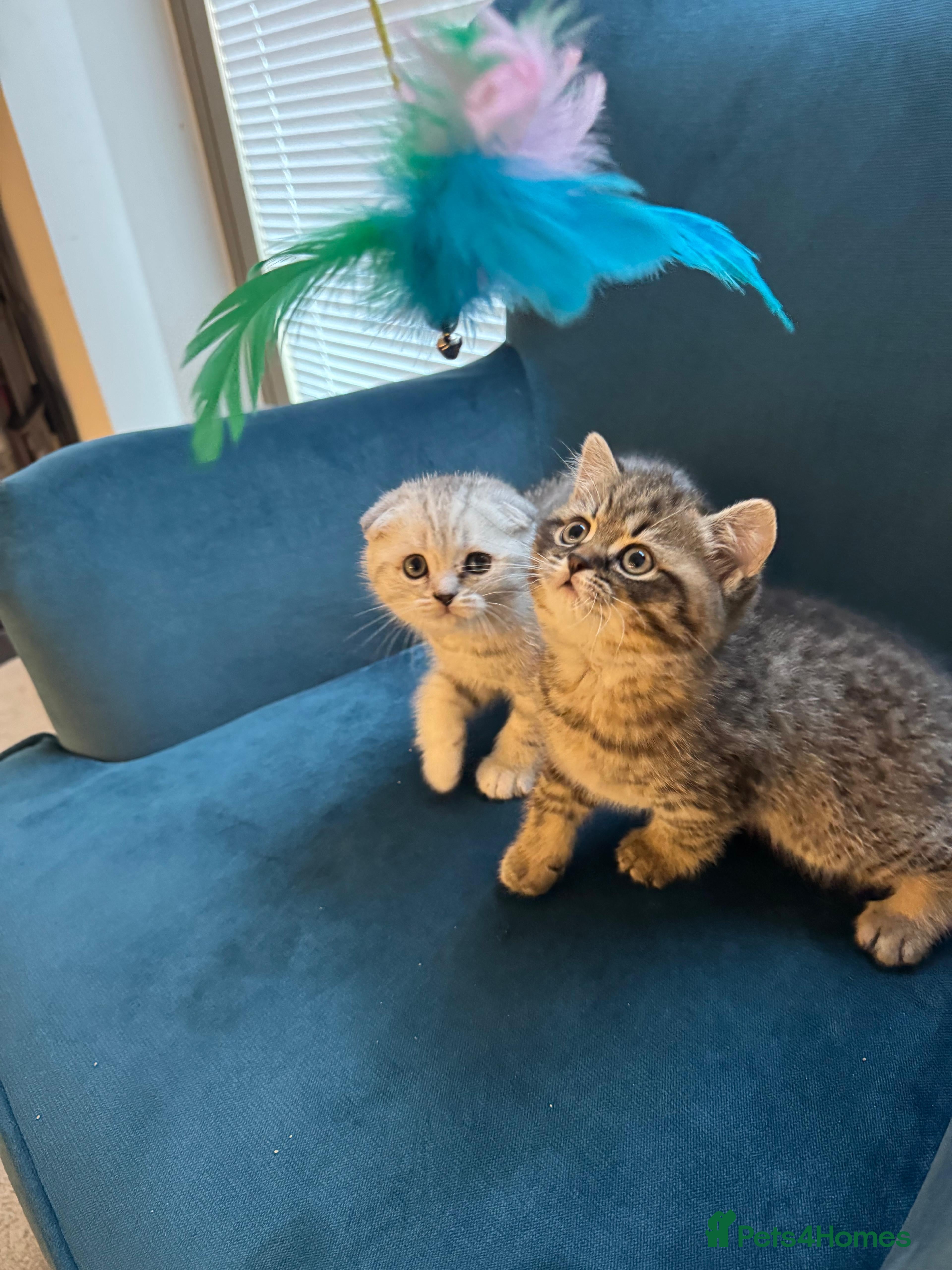 British Shorthair cats Adorable British Shorthair Male Kittens for Sale. - Advert 3