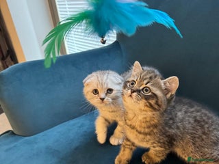 British Shorthair cats Adorable British Shorthair Male Kittens for Sale. - Advert 3