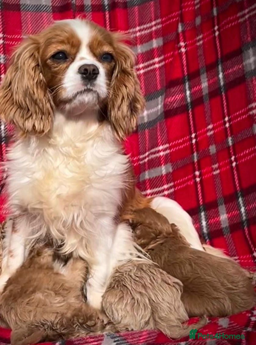 Cavapoo dogs F1 Cavapoo puppies !!! - Advert 1