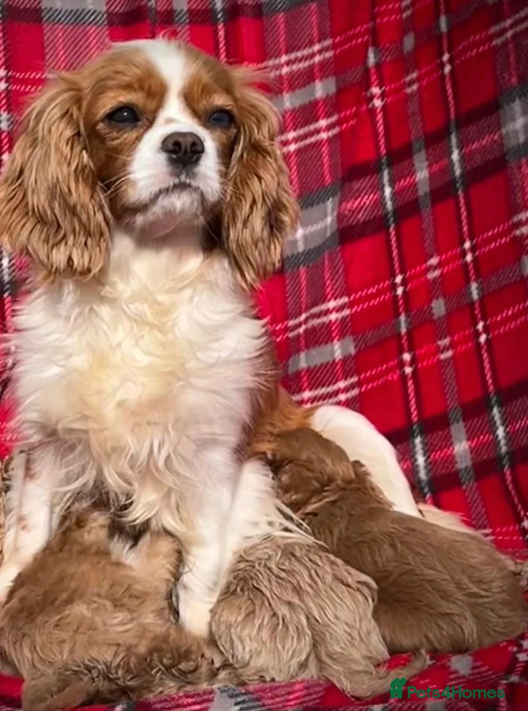 Cavapoo dogs for sale: F1 Cavapoo puppies !!! - Advert 1