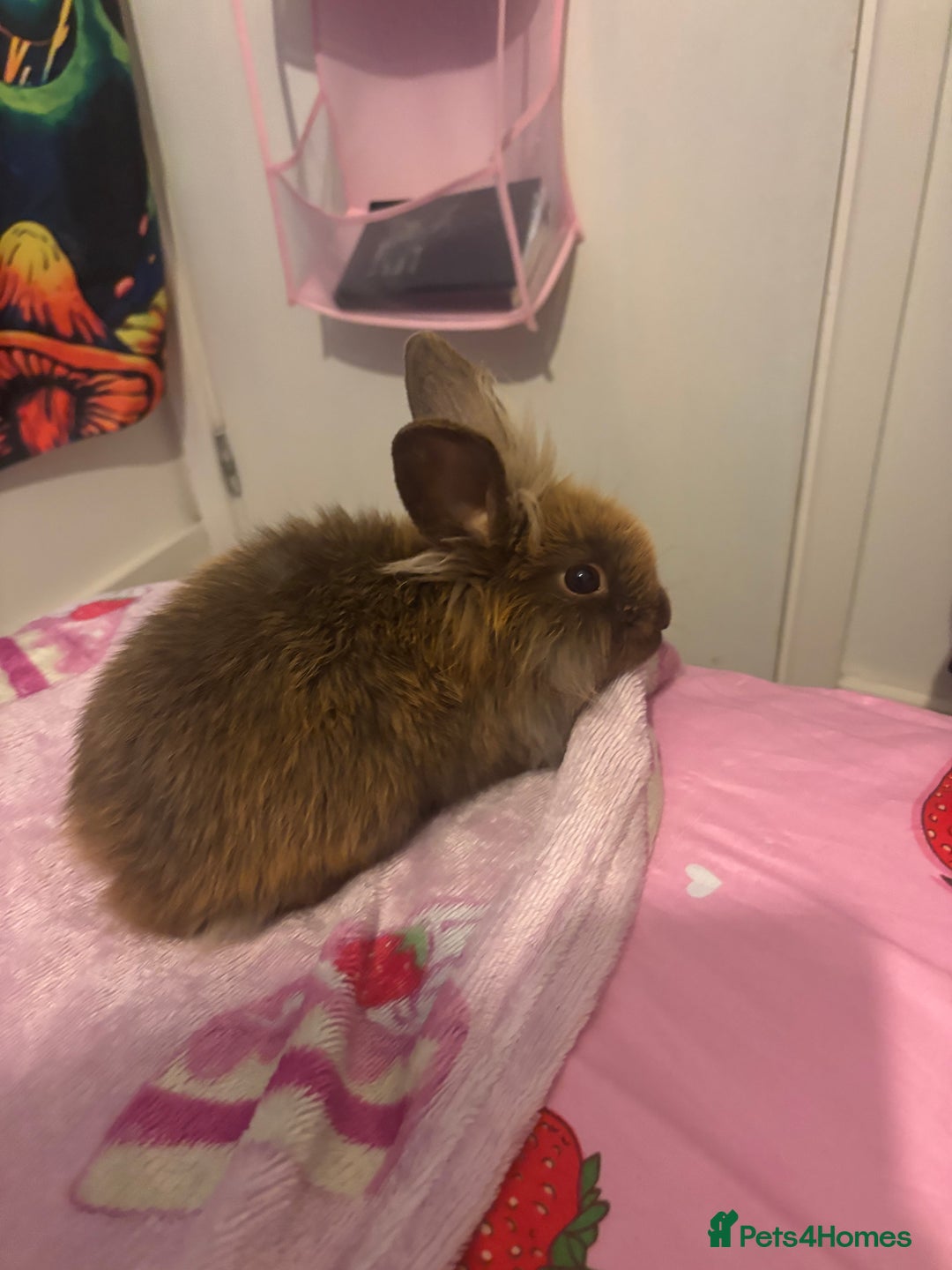 Lionhead rabbits for sale: Female lionhead  - Image 2