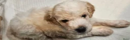 Mini Goldendoodle dogs for sale: The Mini Moo Crew F2B Miniature Goldendoodle Pups - Advert 9