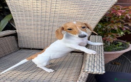 Miniature Dachshund dogs for sale: Amazing Piebald Girls - Image 2