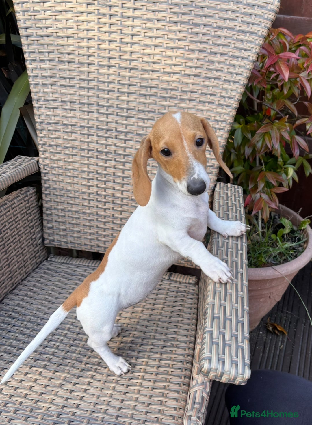 Miniature Dachshund dogs for sale: Amazing Piebald Girls - Image 2