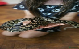 Snake reptiles for sale: Reptile rehoming - Image 12