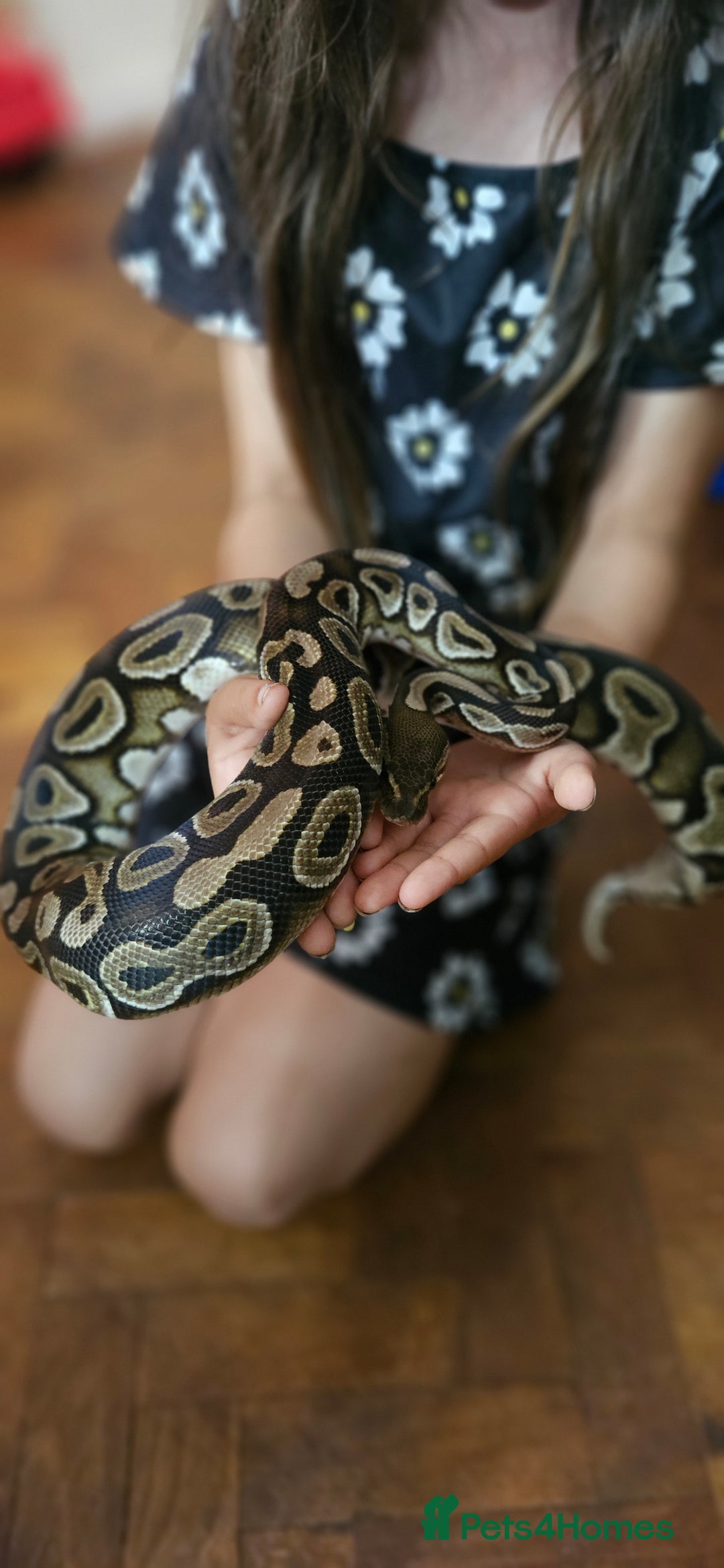 Snake reptiles for sale: Reptile rehoming - Image 12