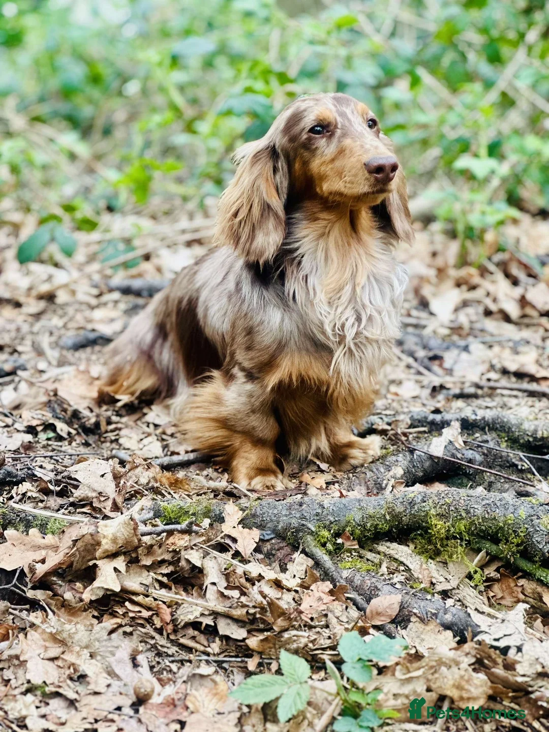 Dachshund dogs for stud: Long haired dachshund stud boys  in Leeds - Advert 17