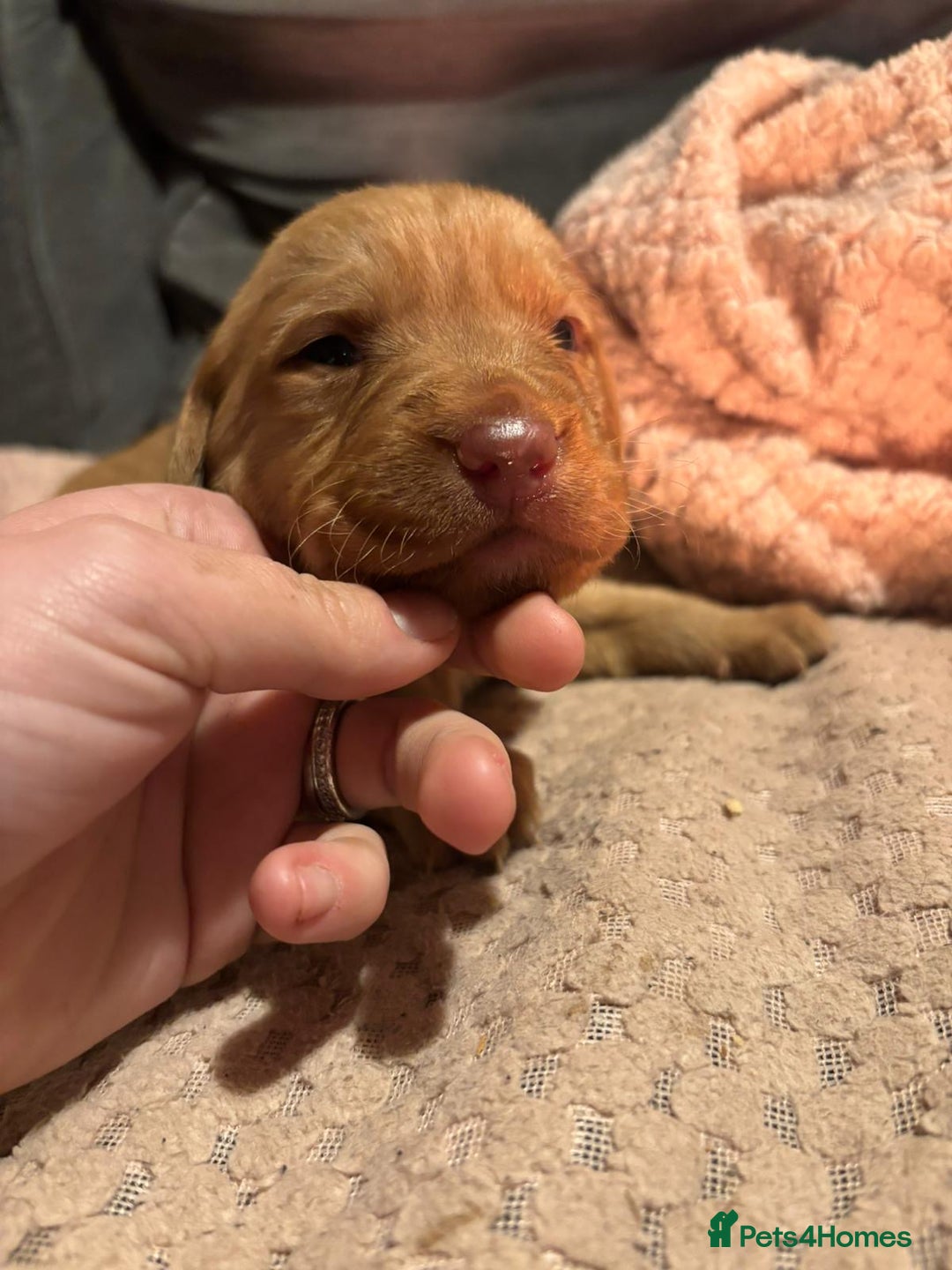 Labrador Retriever dogs for sale: Dudley Labrador Puppies - Advert 8