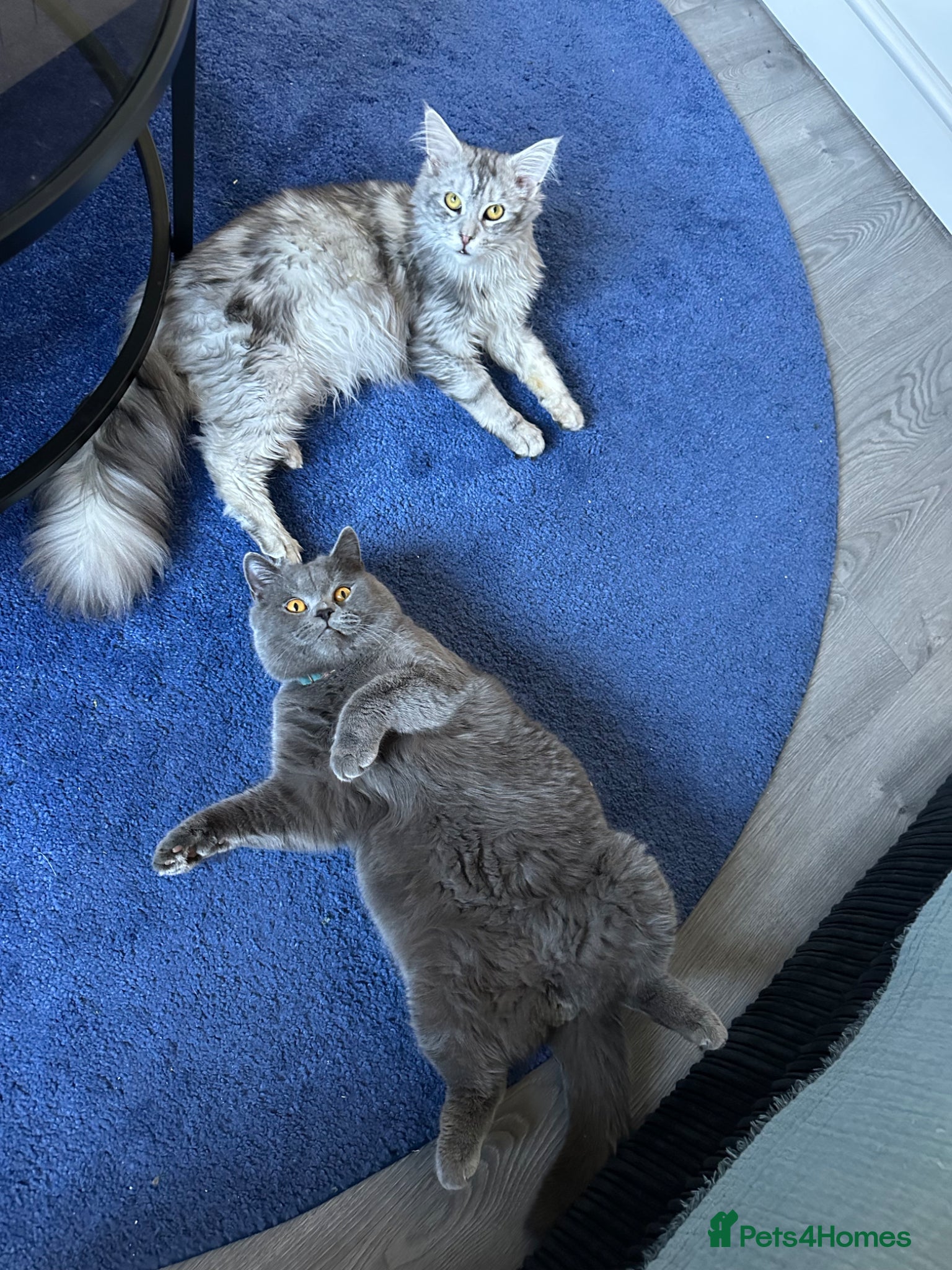 Maine Coon cats 2 boys purebreed - Maincoon and British shorthair  - Advert 2