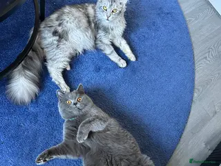 Maine Coon cats 2 boys purebreed - Maincoon and British shorthair - Advert 1