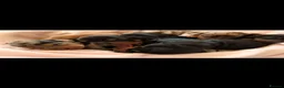 Dachshund dogs for sale: Standard dachshund puppies - Advert 12