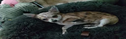Chihuahua dogs for sale: Chihuahua girl blue+lilac merle on cream 5m - Advert 6