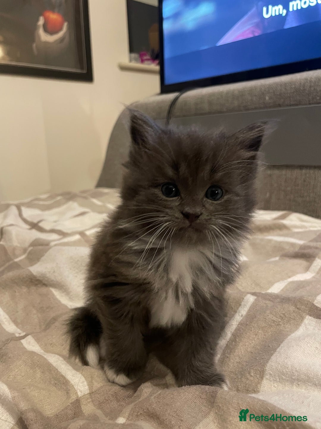 Ragdoll cats for sale: 4 maincoon x ragdoll kittens - Advert 30