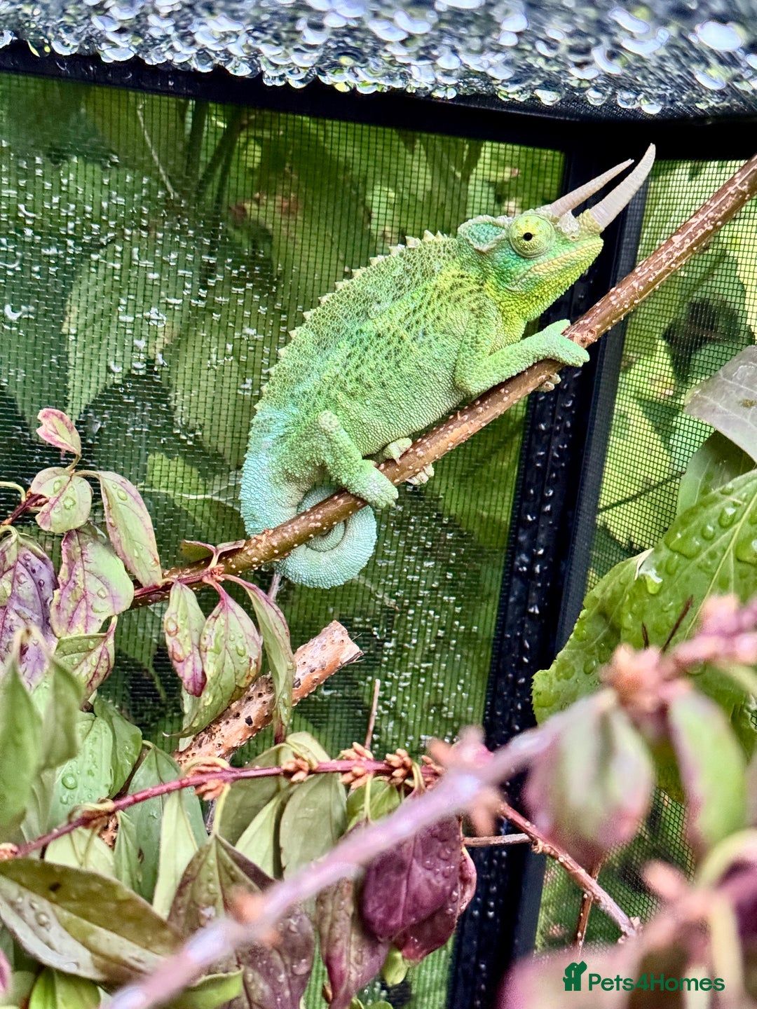 Chameleon reptiles for sale: Yellow crested jackson chameleon  - Image 2