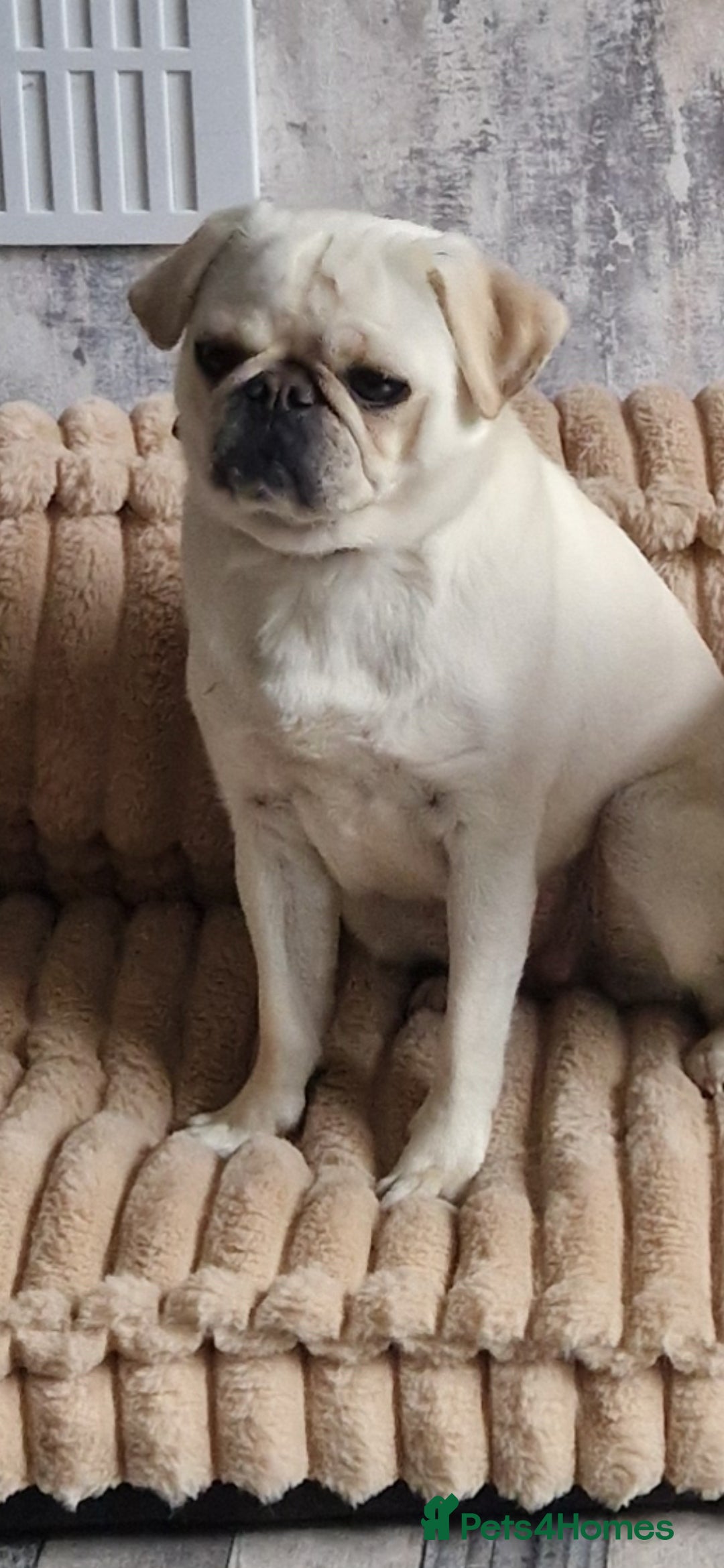 Pug dogs for sale: Female pug for sale - Image 7