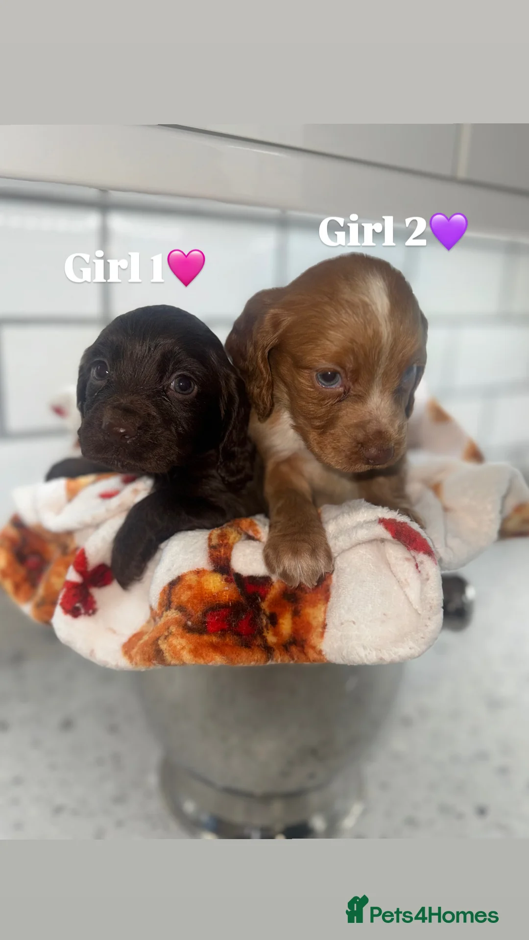 Cocker Spaniel dogs for sale: Cocker Spaniel Puppies.  - Advert 6