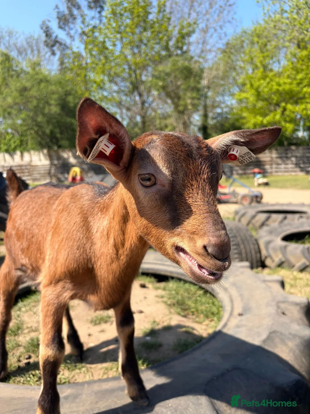 Goats livestock for sale: Super friendly pet goats!  - Advert 2