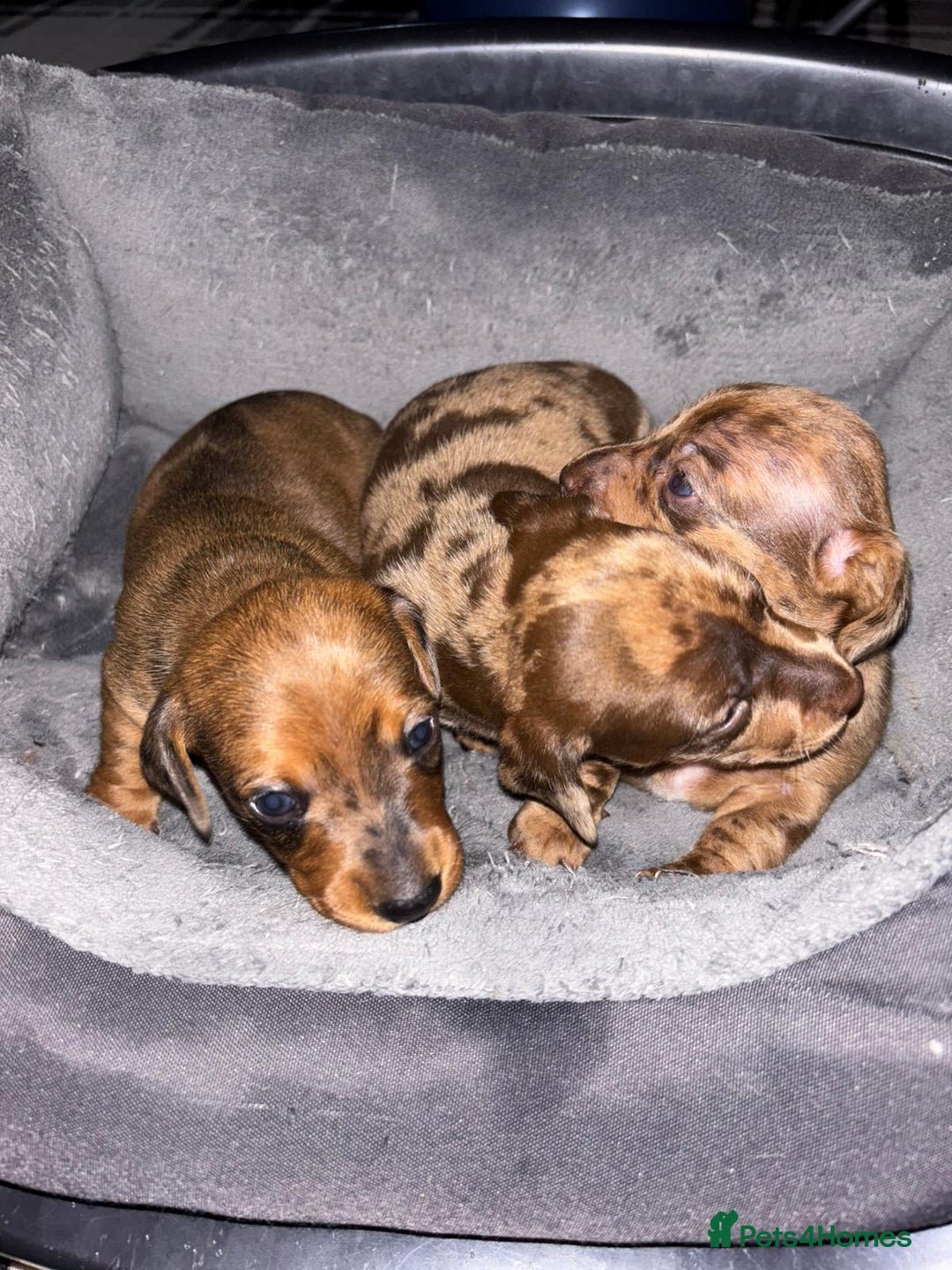 Miniature Dachshund dogs for sale: Stunning miniature dachshund  - Image 9
