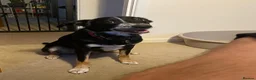 Smooth Collie dogs for sale: Collie smooth haired - Advert 4