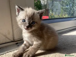 Mixed Breed cats Bengal and Russian Blue Mixed Kittens - Advert 5