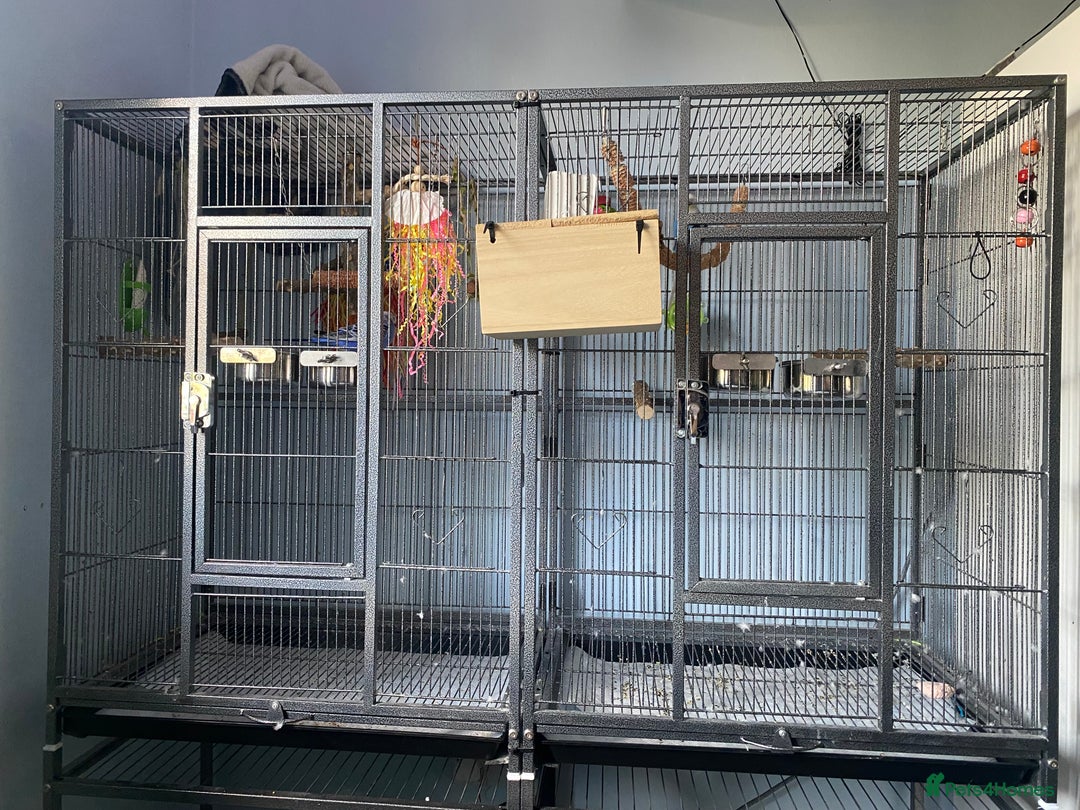 Budgerigars birds for sale: 2 budgies with cage and toys - Image 7