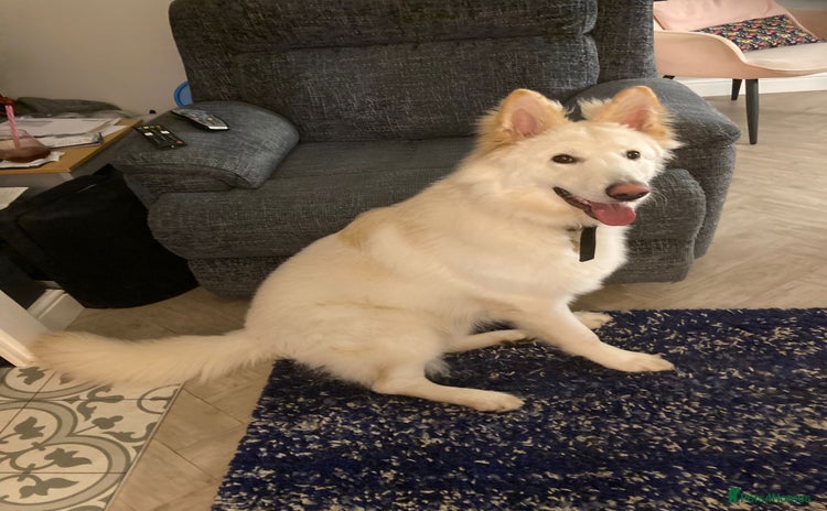 German Shepherd dogs Stunning 1-Year-Old Long Coat GSD – Male - Advert 10