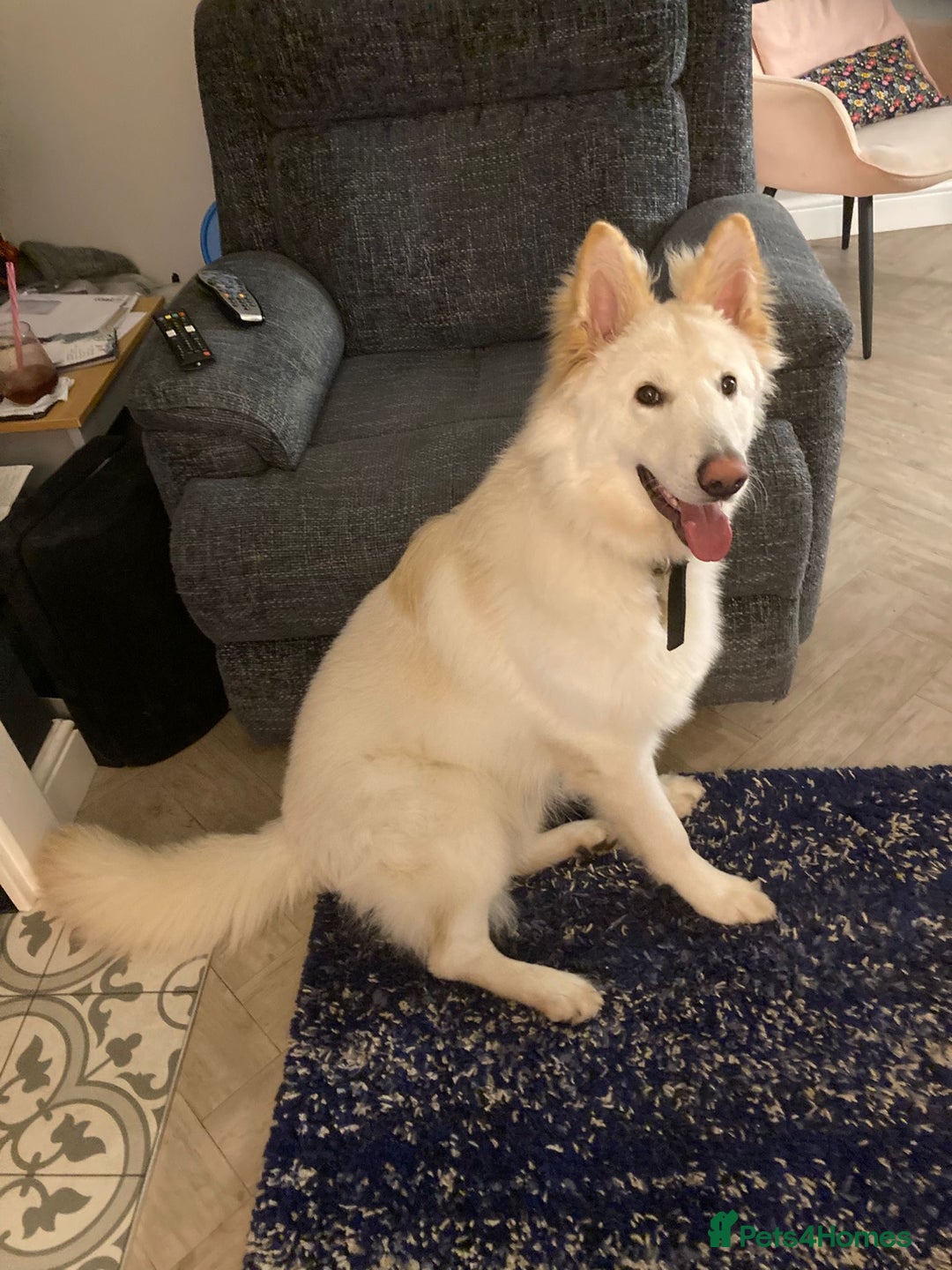 German Shepherd dogs for sale: Stunning 1-Year-Old Long Coat GSD – Male - Advert 1