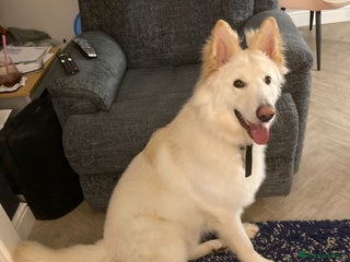 German Shepherd dogs Stunning 1-Year-Old Long Coat GSD – Male - Advert 1