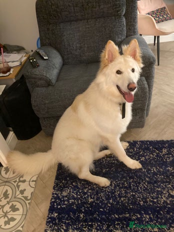 German Shepherd dogs Stunning 1-Year-Old Long Coat GSD – Male - Advert 1