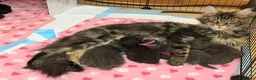 Maine Coon cats for sale: TICCA Registered Mainecoon Kittens  - Advert 1