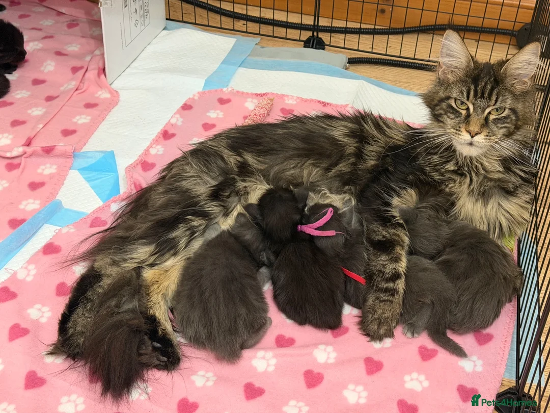 Maine Coon cats for sale: TICCA Registered Mainecoon Kittens  - Advert 1